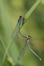 Erythromma najas